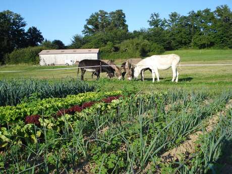 Légumes bio de la ferme "Âne et Carotte"