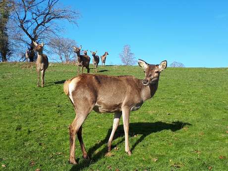 Les cerfs de Secondat