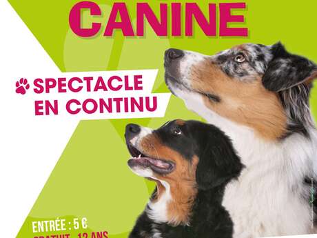 Exposition canine