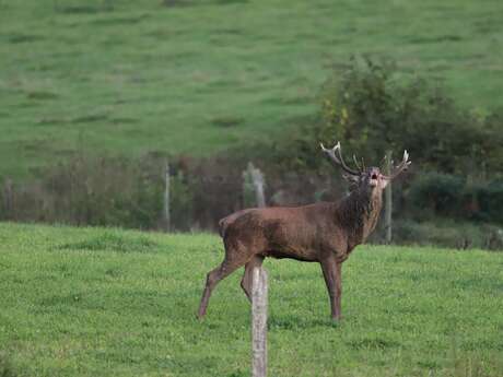 Brame du cerf