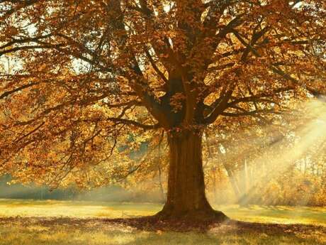 L'automne des poètes à Arçay