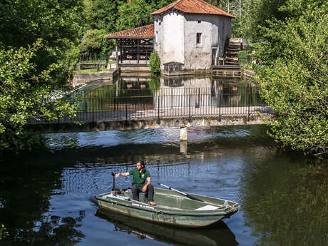 Promenades en barque sur la Dronne