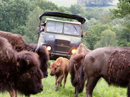 SCEA Elevage de bisons du palais