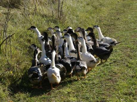 Domaine des Chaulnes