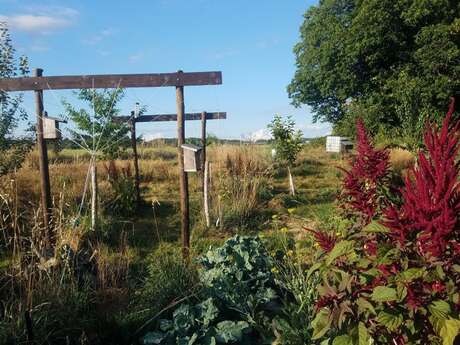 Visite Jardin-forêt en Permaculture