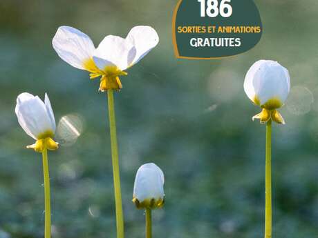 SORTIE NATURE : Sortie biodiversité en vallée de la Sèvre