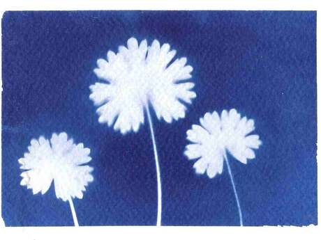 Atelier - Cyanotype