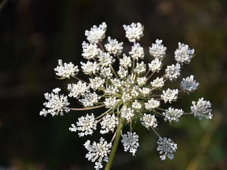 Aire de pique-nique La Coquille