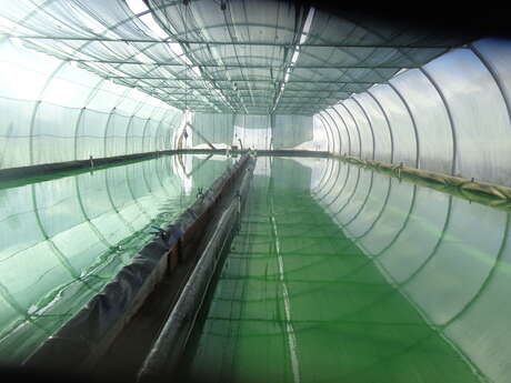 Portes ouvertes Spiruline Limousine (visite, restauration et concert)