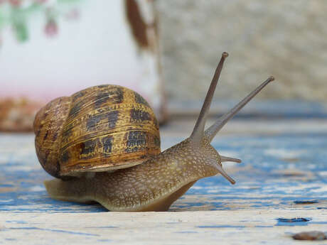 L'Escargot des Herbes Folles