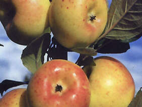 Vergers des fruits anciens Etouars et Soudat