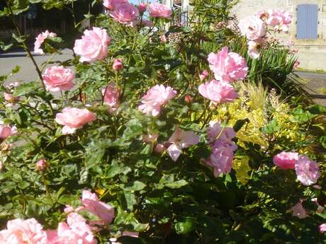 Fête Généreuse de la Rose