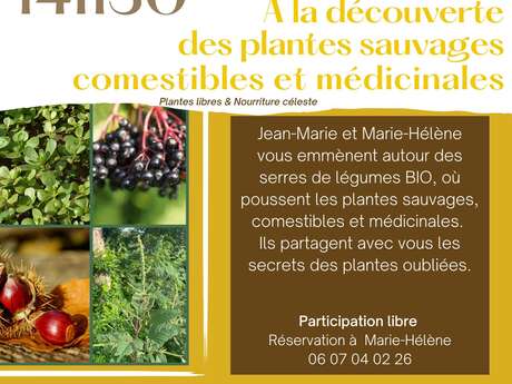 à la découverte des plantes sauvages comestibles et médicinales
