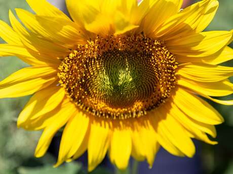 Ferme Bio du Duellas