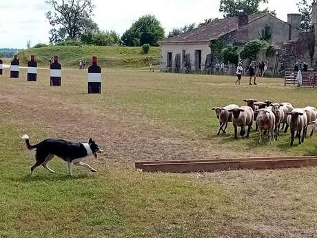 Concours Chiens de Berger