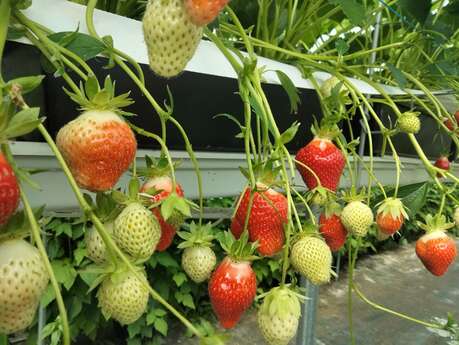 La ferme de Bord - Fruits, jus de pommes, confitures, miel,