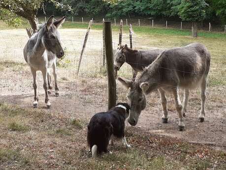 Association les petits ânes Vergt