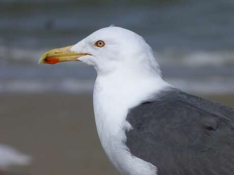 Visite guidée : Reconnaissance des mouettes et goélands en front de mer