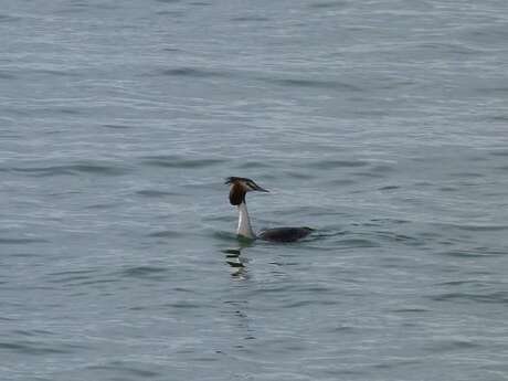 Visite guidée : Les oiseaux pélagiques hivernants