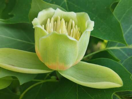 Atelier formation plantes
