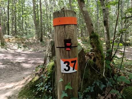 Parcours permanent d'orientation - Forêt des Loges