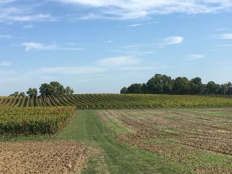 Clos du Maine Chevalier