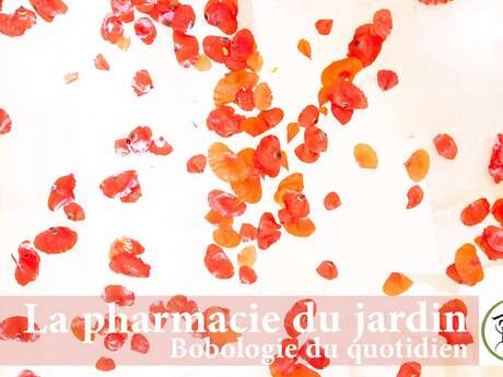 Atelier "La pharmacie du jardin – bobologie du quotidien"