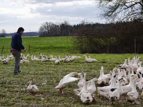 Visite de la ferme Degert : Canards
