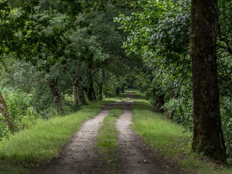 Randonnée au sein du marais d'Arcins