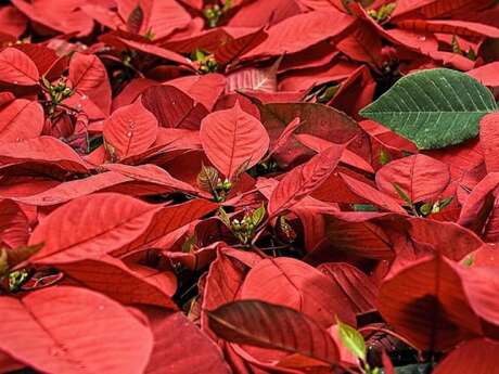 Marché de Noël | Saussignac