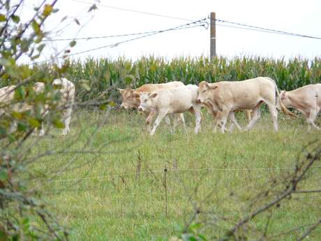 Visite de la ferme Parlariou : canard et boeuf