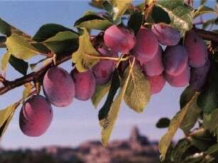 Perles de Gascogne