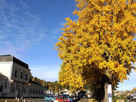 Ginkgos bilobas