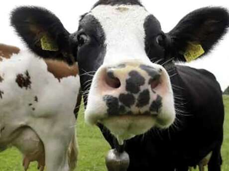 Nuit de la lecture : la vache tachetée et autres contes cruels