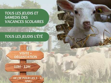 Découverte de la bergerie de Sarah : Visite & Dégustation