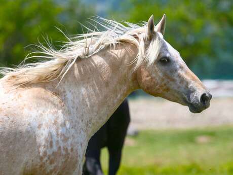 Association Equestre "Aux Equins d'Asthari"
