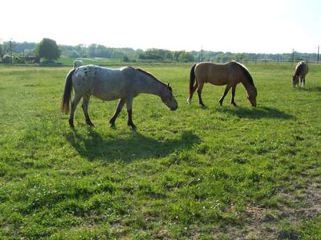 Cheval 24