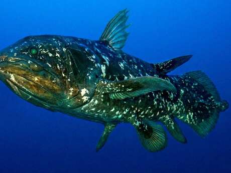 Ciné-débat : Le Coelocanthe, plongée vers nos origines