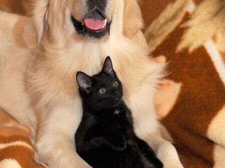 Collecte au Profit de la SPA