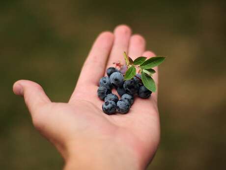 Myrtilles et petits fruits - Callens Bertrand