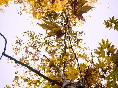 Exposition - J'adore les arbres