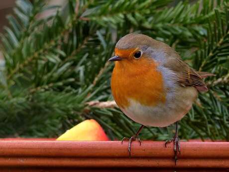 Exposition du concours photos : Les oiseaux de nos jardins