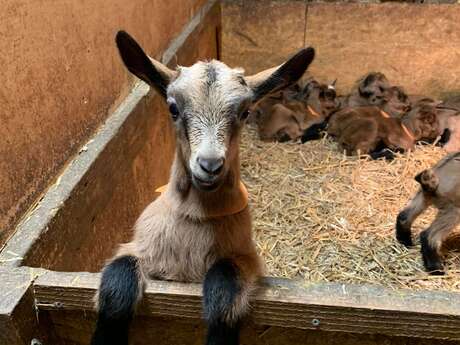 Chèvrerie du Lac de Roudet