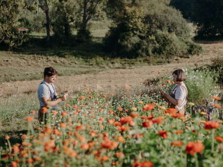 Hipollène ferme florale