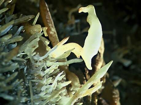 Février Gourmand à la grotte de Maxange