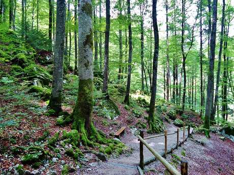 Conférence sur le changement climatique - Festival Forêt en scène - Limoges