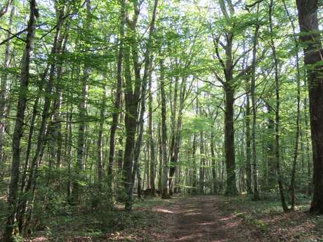 Forêt des grands bois