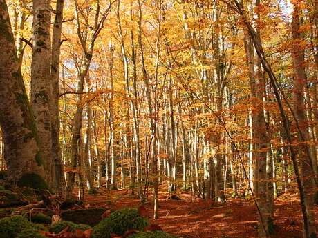 Animation Nature - Dans la forêt sensorielle - Limoges