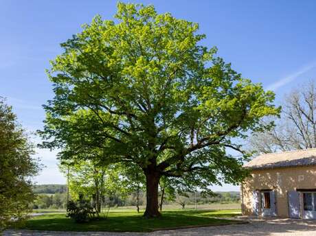 Gites des Tilleuls - Mésange