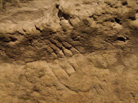 Caverne de Bara Bahau - Le Sanctuaire de l'Ours